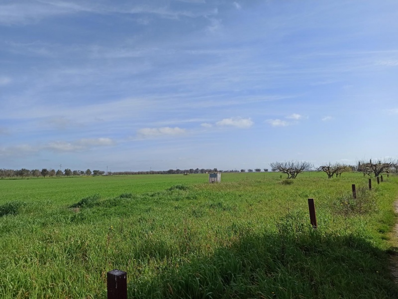 Vendesi casa rurale a Veglie con sei ettari di terreno agricolo